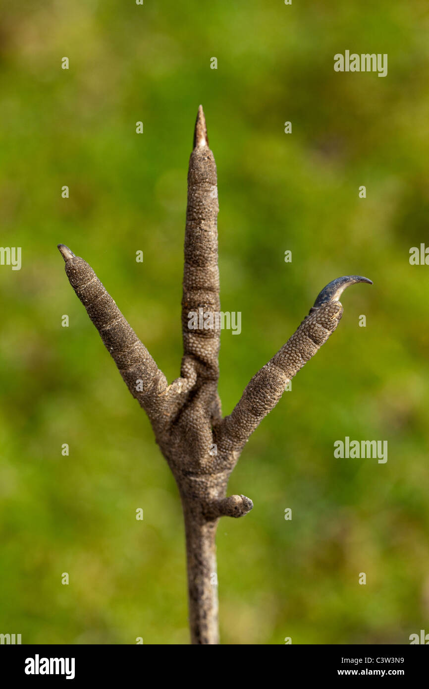 Demoiselle gru (Anthropoides virgo). La parte inferiore del piede destro. Foto Stock