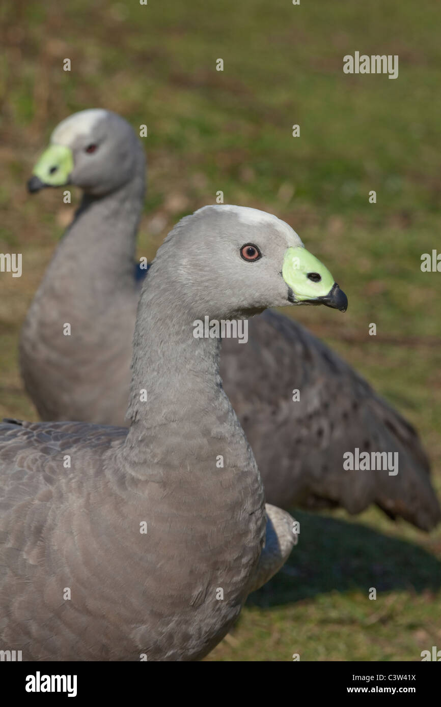 Cape sterile o Cereopsis oche (Cereopsis novaehollandiae). Isole al largo di Australia meridionale. Foto Stock