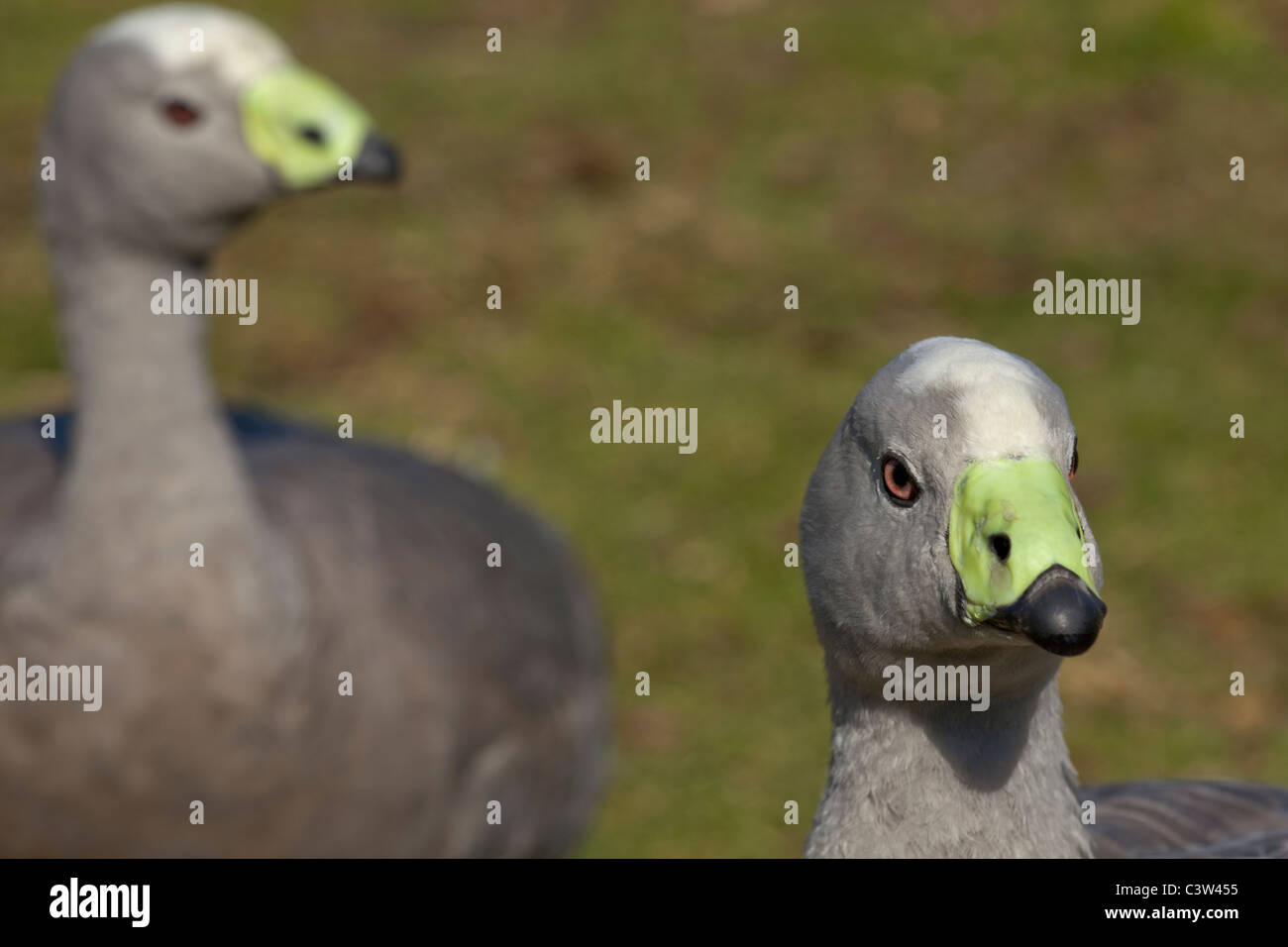 Cape sterile o Cereopsis oche (Cereopsis novaehollandiae). Isole al largo di Australia meridionale. Foto Stock