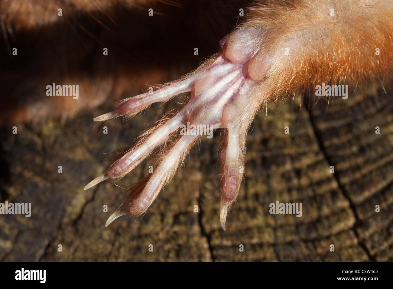 Red scoiattolo (Sciurus vulgaris). Zampa anteriore sinistra, mostra molto ridotta la dimensione della prima cifra, superiore con più rimanenti quattro cifre. Foto Stock