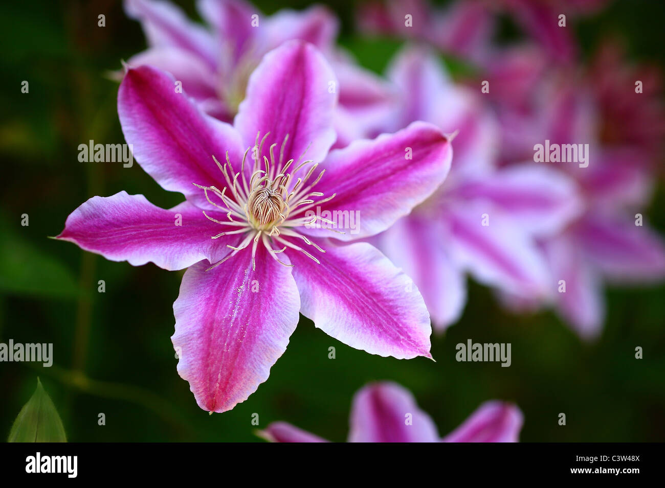 La clematide fiori Foto Stock