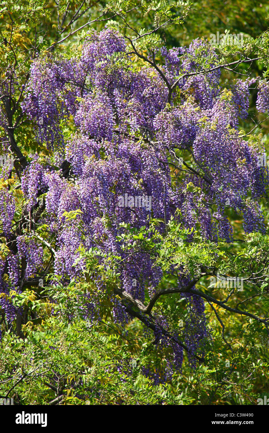 Climax Wisteria Blooming Foto Stock