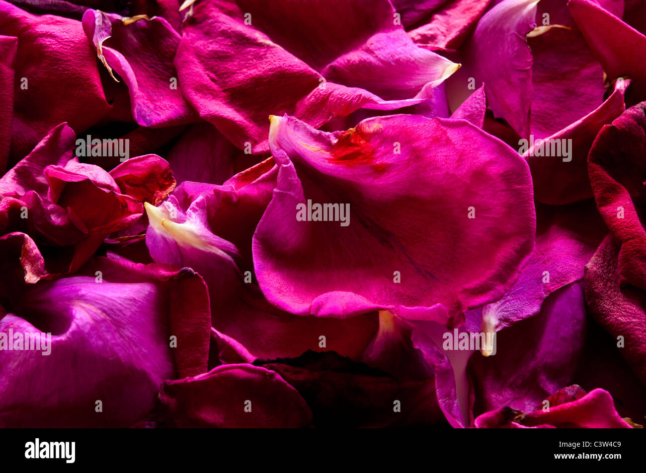 Vista ravvicinata di magenta colorati petali di rose. Foto Stock