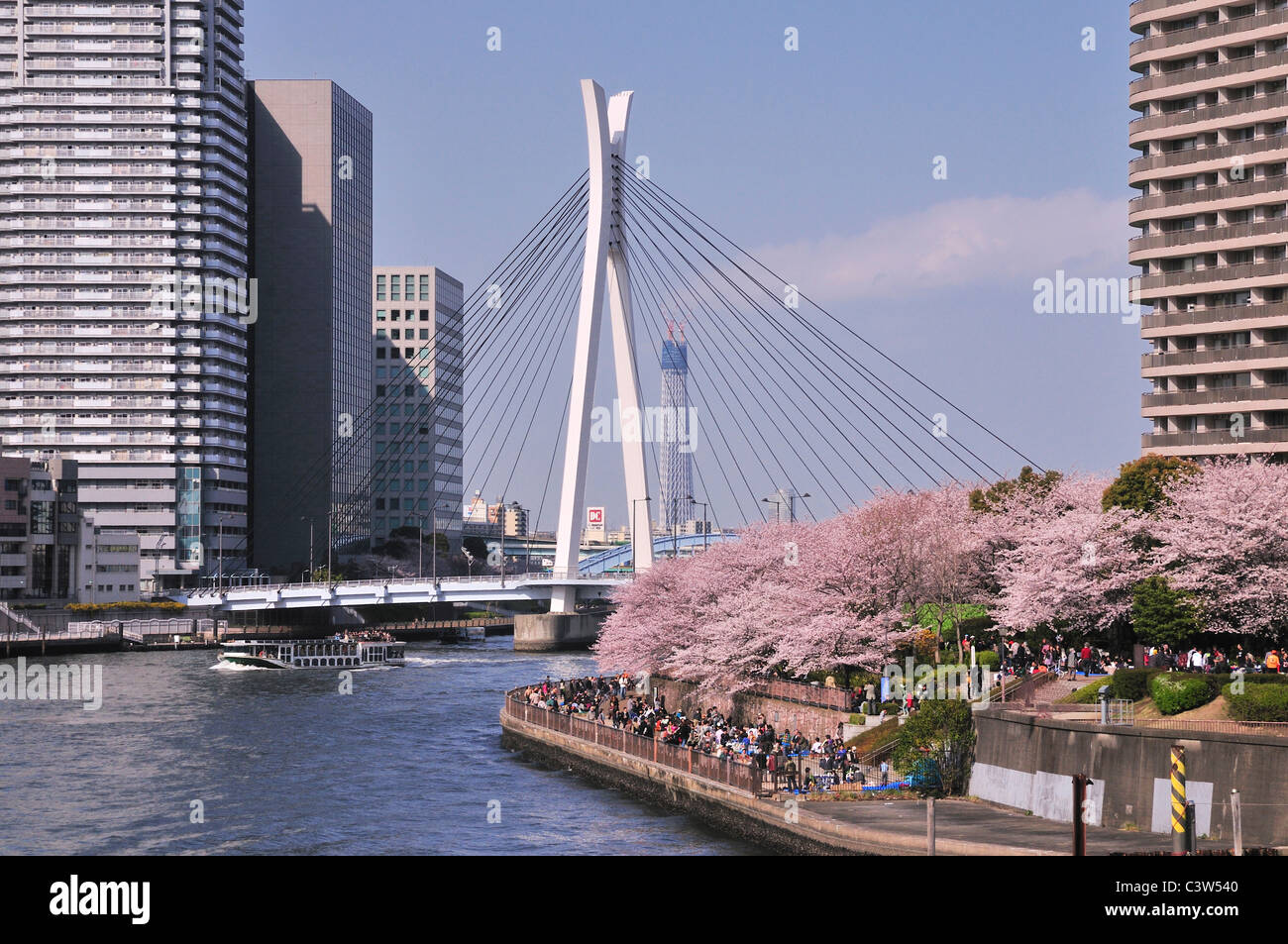 Chuo University Bridge e fiore di ciliegio alberi Foto Stock