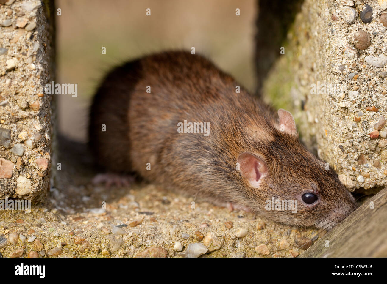 Marrone (Ratto Rattus norvegicus). Esplorativa, curiosi e rescourceful animale. Foto Stock