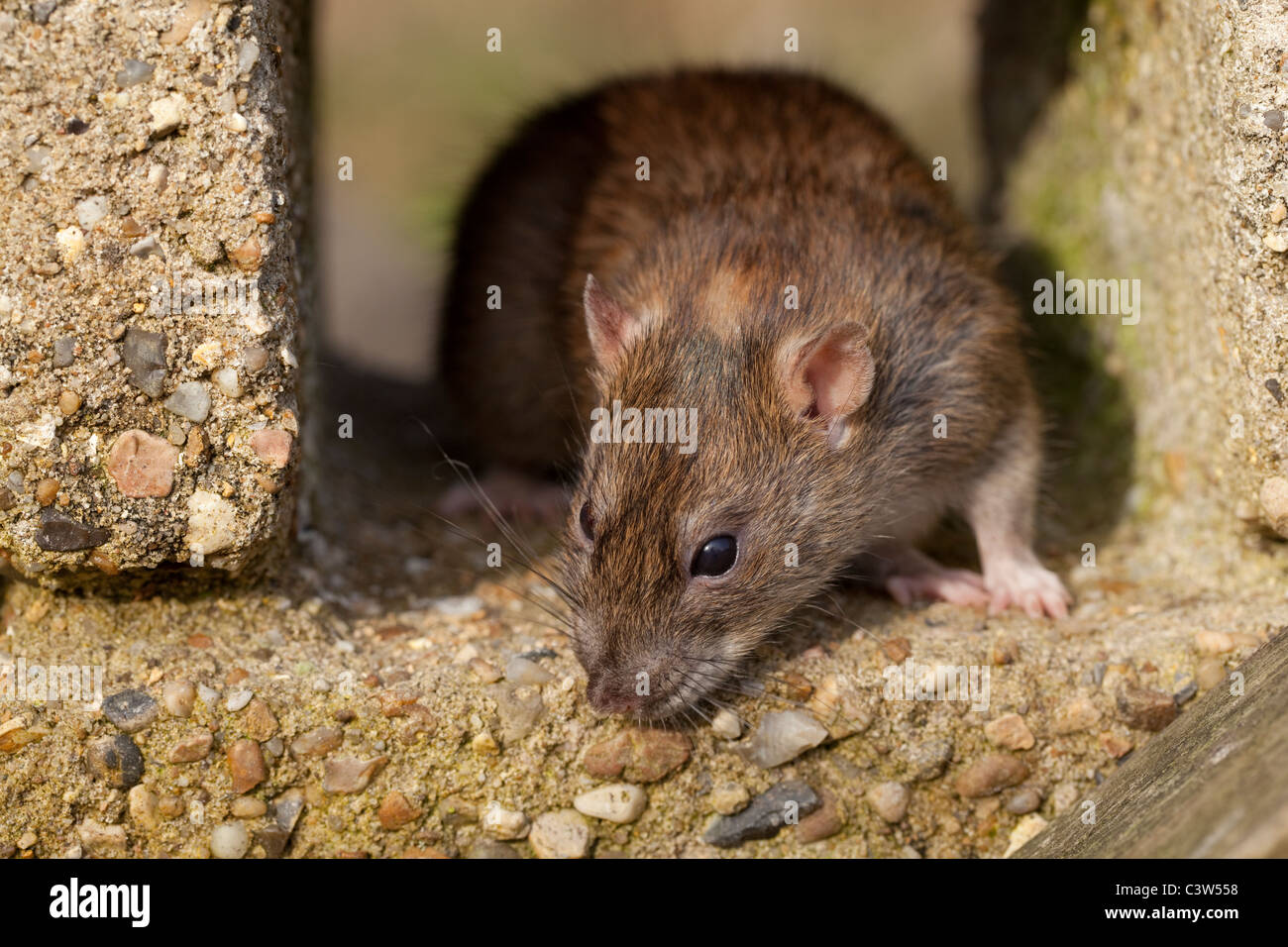 Marrone (Ratto Rattus norvegicus). Esplorativa, curiosi e rescourceful animale. Foto Stock