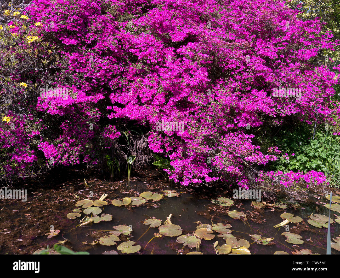 Azalee e rododendri nel Royal Horticultural Society Giardini Botanici, Wisley, Regno Unito Foto Stock