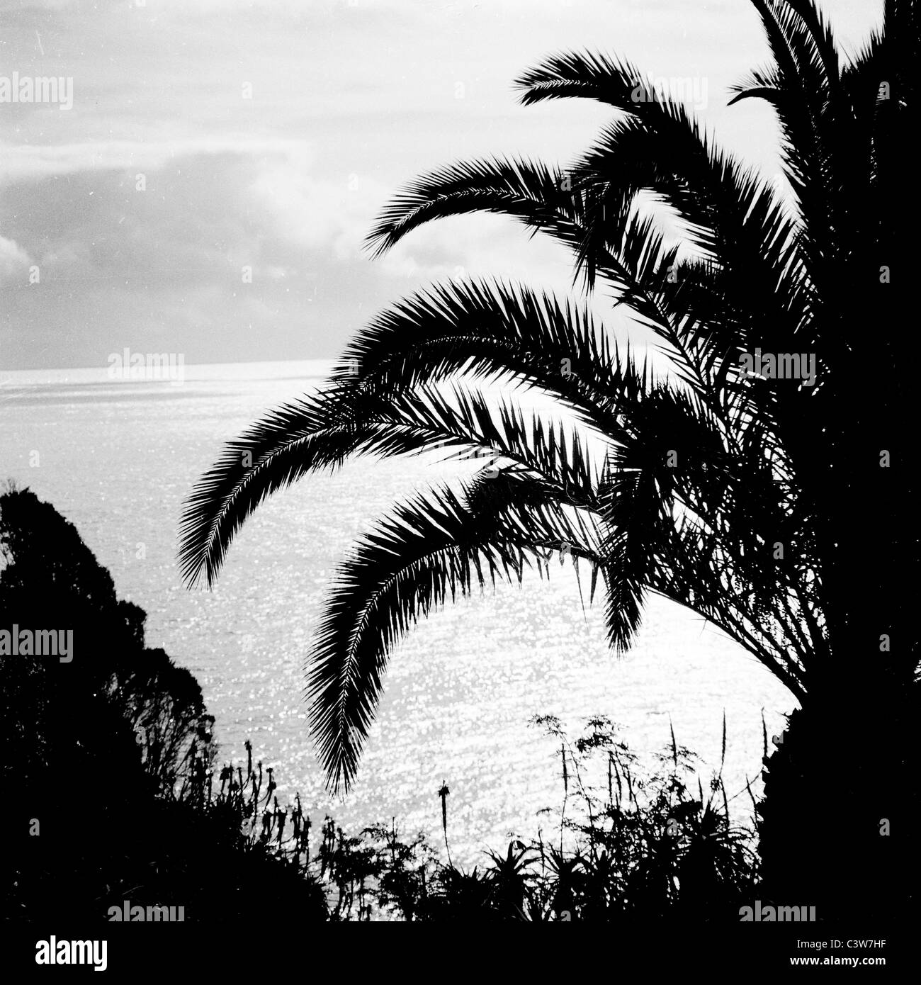 Palm tree by Cliff edge al Reids Hotel di Funchal, Madeira, in questa storica foto scattata negli anni cinquanta da J. Allan in contanti, Foto Stock