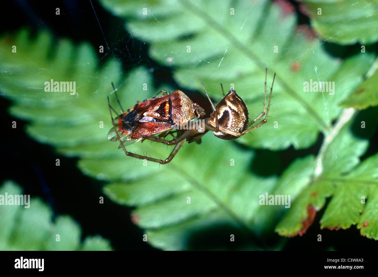 Un ragno di denaro / comune amaca spider (Linyphia triangularis: Linyphiidae) femmina alimentazione su un genitore (bug Elasmucha grisea) REGNO UNITO Foto Stock