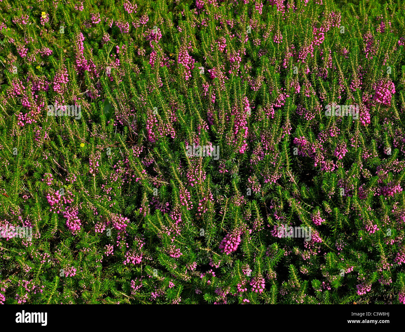 Calluna vulgaris in fiore a Grandes Bruyeres Foto Stock