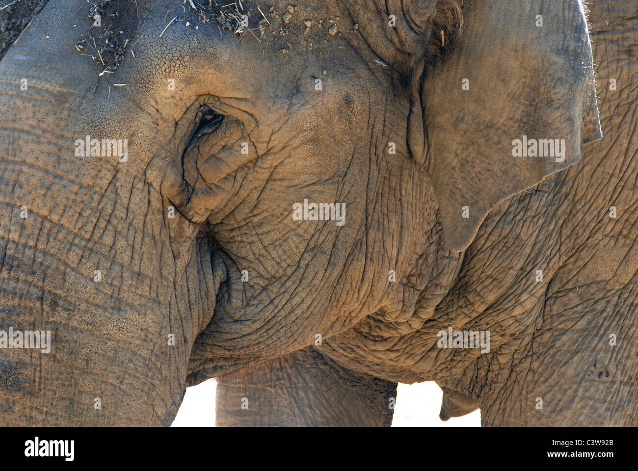 Elephant close up. Ritratto del suo volto. Pelle rugosa texture. Sfondo bianco Foto Stock