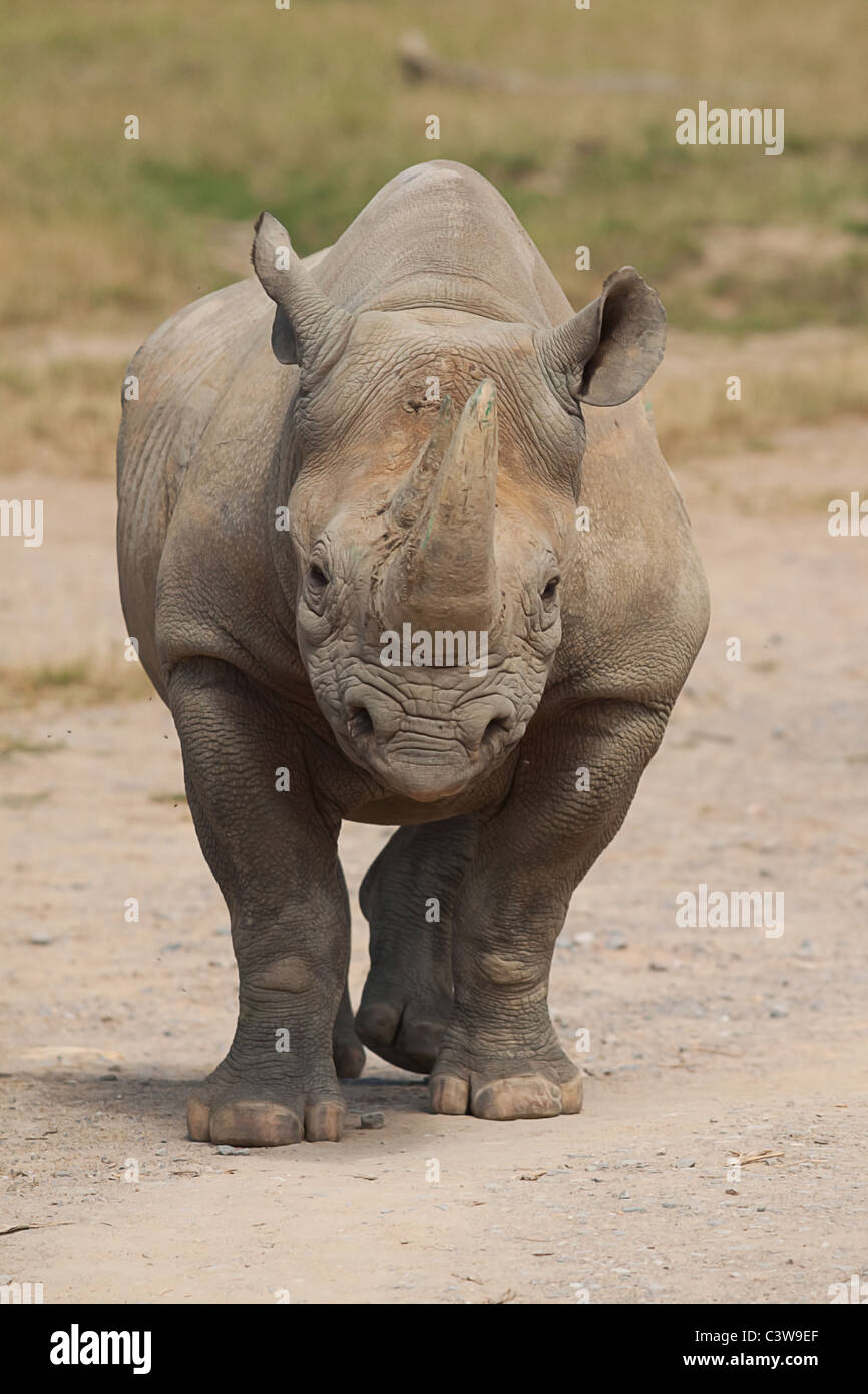 Il rinoceronte nero cercando in testa su Foto Stock