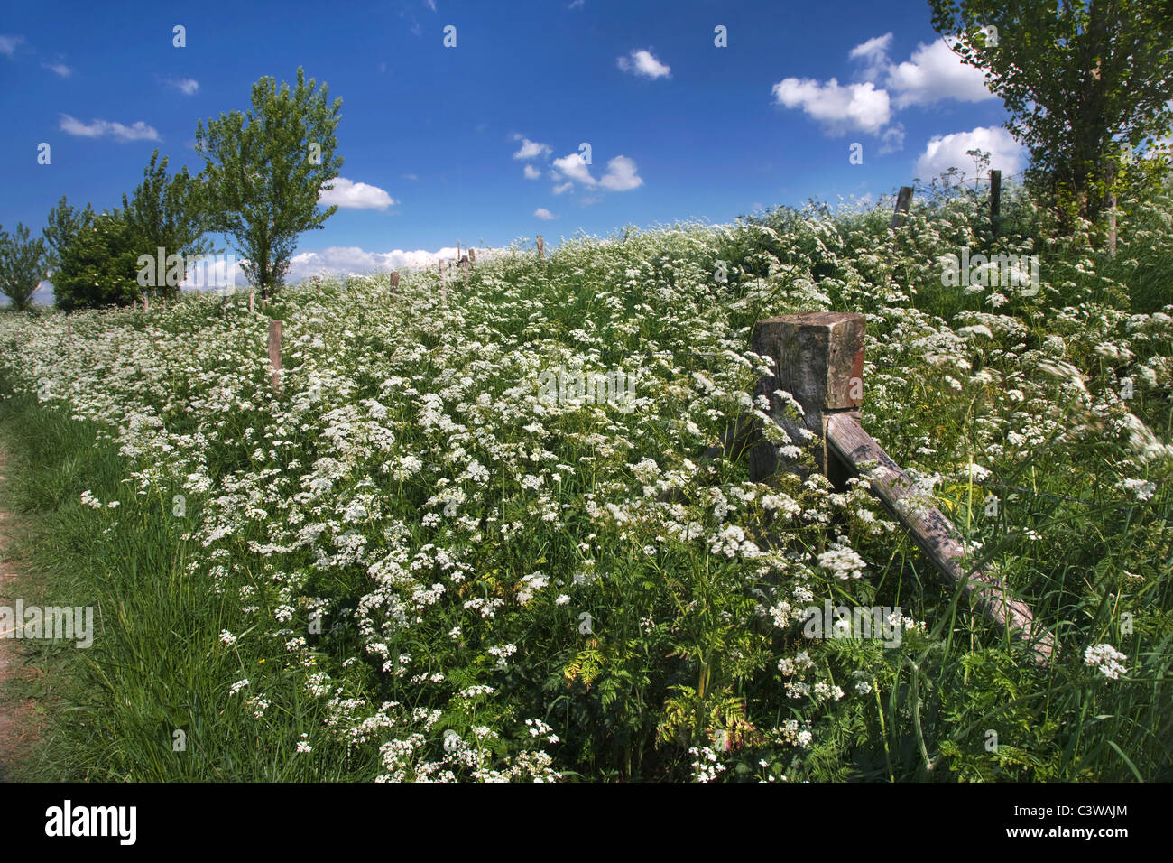 Mucca prezzemolo (Anthriscus sylvestris) cresce su dyke Foto Stock