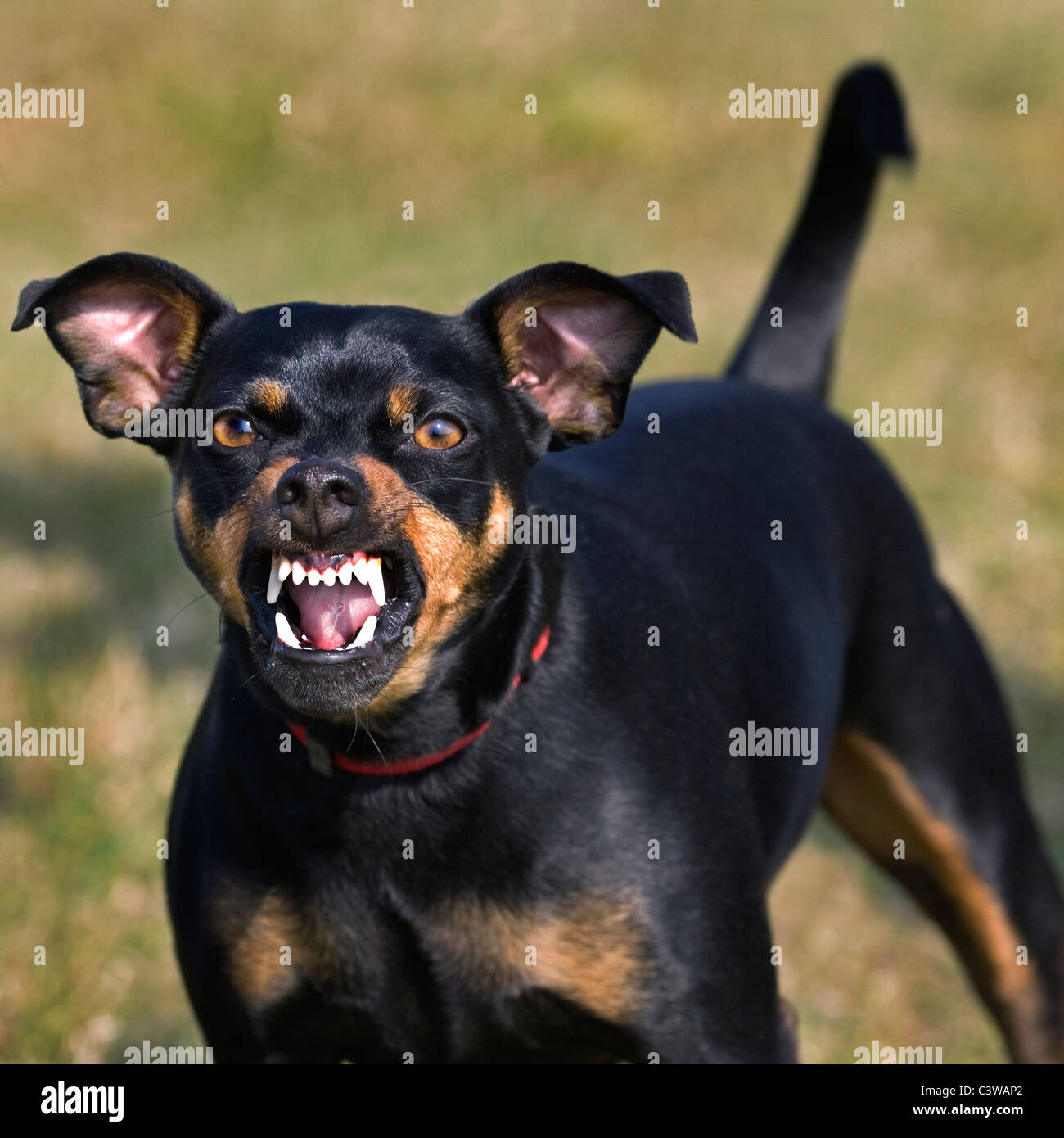 Manchester Terrier (Canis lupus familiaris) che mostra denti mentre ringhiando Foto Stock