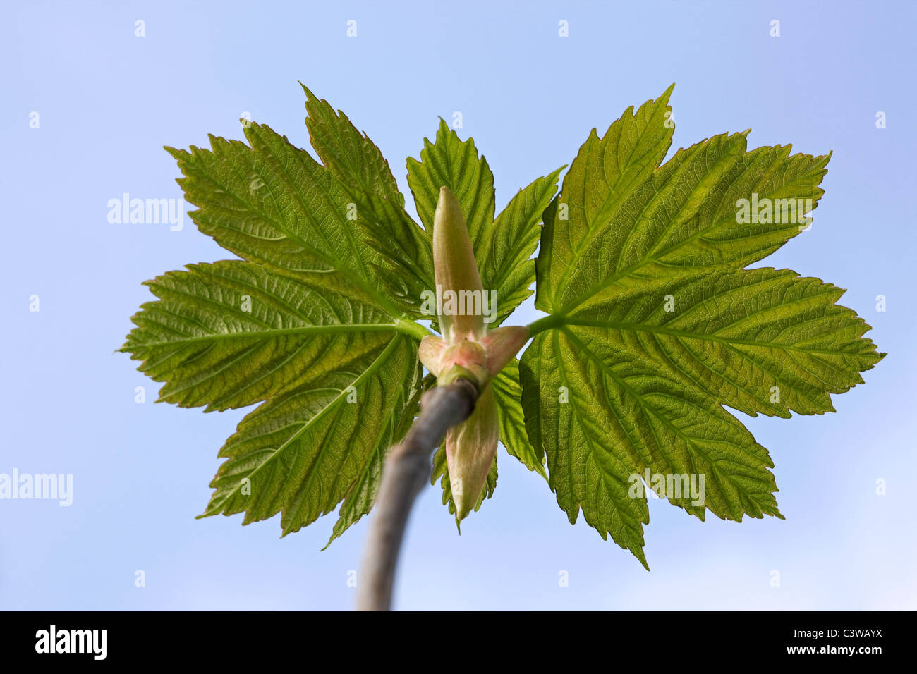 Sycamore Maple Leaf gemme apertura (Acer pseudoplatanus) Foto Stock