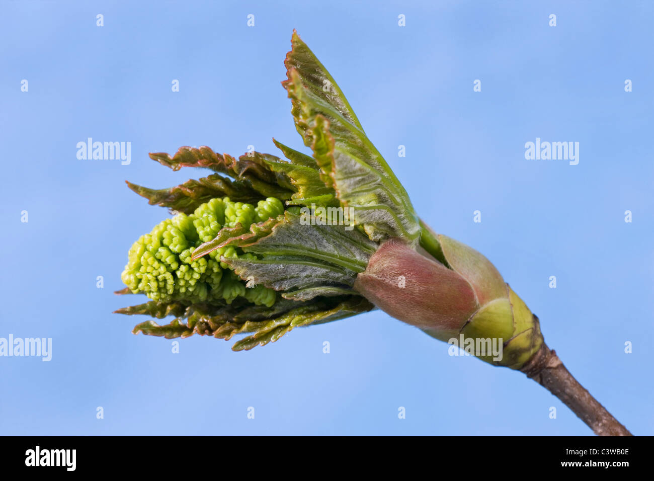 Sycamore Maple Leaf gemme apertura (Acer pseudoplatanus) Foto Stock