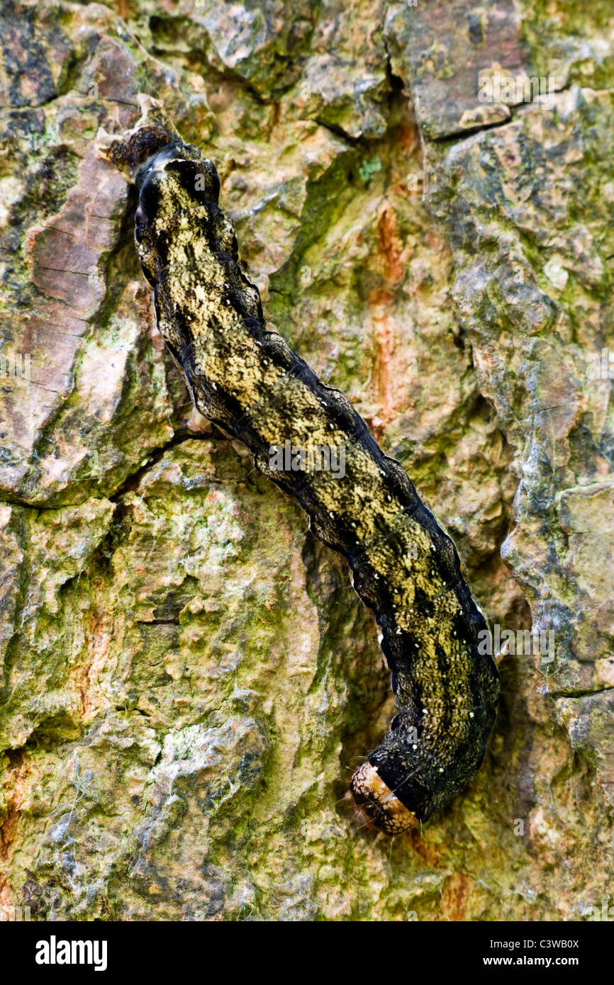 Moth caterpillar con criptico il modello del corpo, mimetizzata contro la corteccia di albero Foto Stock