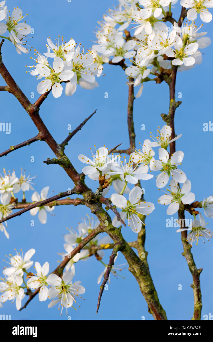 Prugnolo / Sloe (Prunus spinosa fioritura in primavera, Belgio Foto Stock