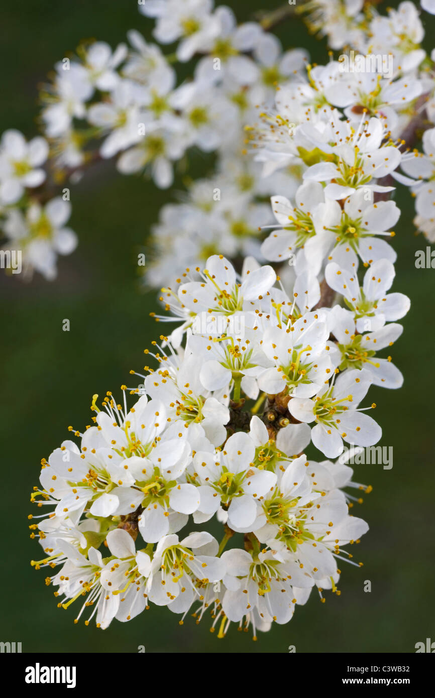 Prugnolo / Sloe (Prunus spinosa fioritura in primavera, Belgio Foto Stock