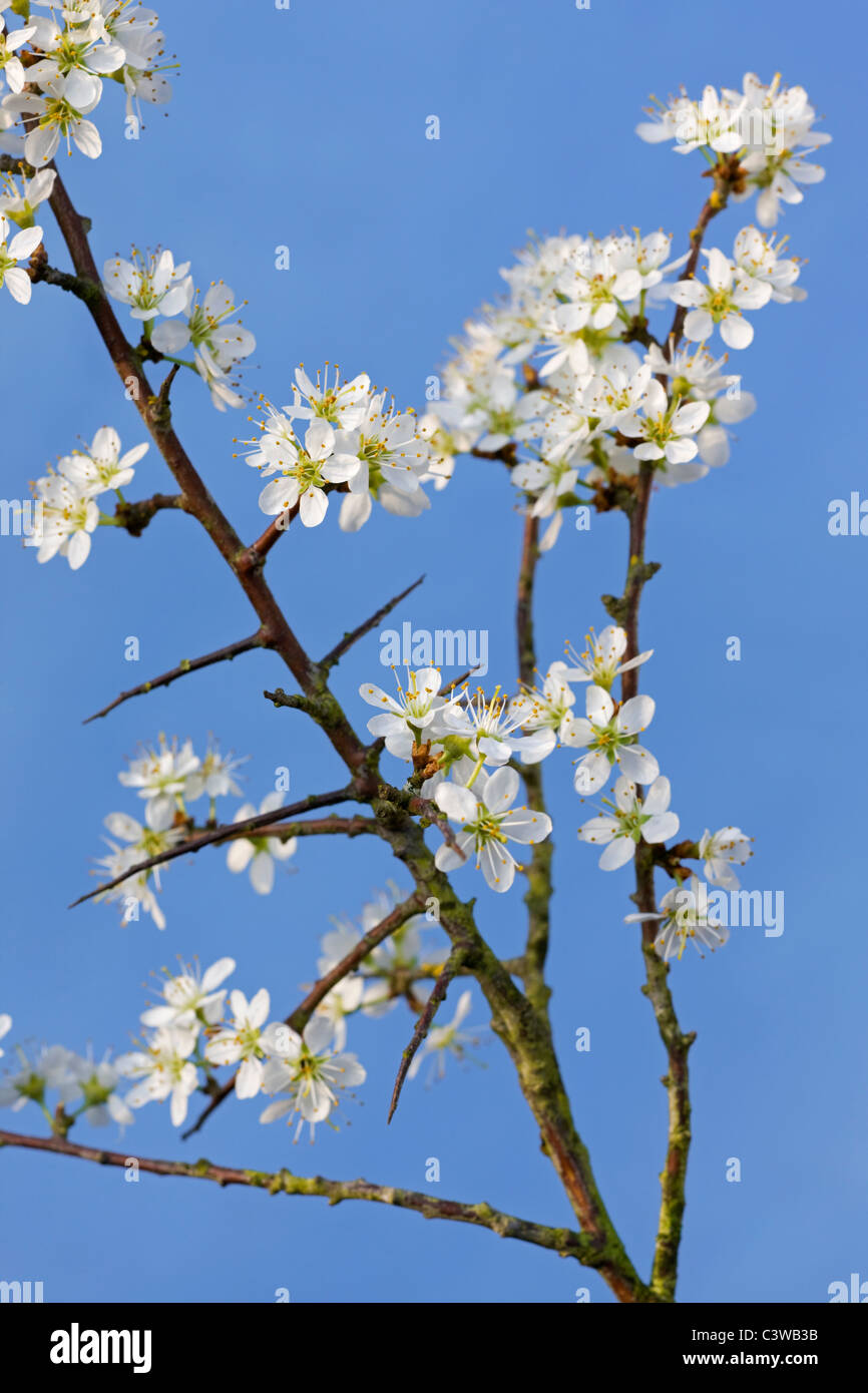 Prugnolo / Sloe (Prunus spinosa fioritura in primavera, Belgio Foto Stock