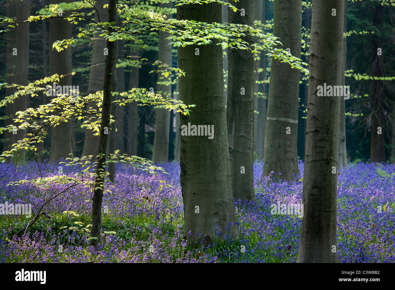 Bluebells (Endimione nonscriptus) nel bosco di faggio (Fagus sylvatica), Hallerbos, Belgio Foto Stock