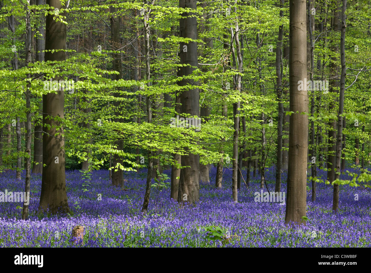 Bluebells (Endimione nonscriptus) nel bosco di faggio (Fagus sylvatica), Hallerbos, Belgio Foto Stock