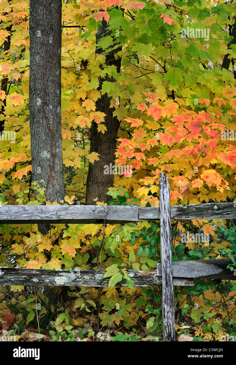 Colorato caduta delle foglie e un vecchio recinto in legno, Autunno nel parco, Sharon boschi, Southwestern Ohio, Stati Uniti d'America Foto Stock