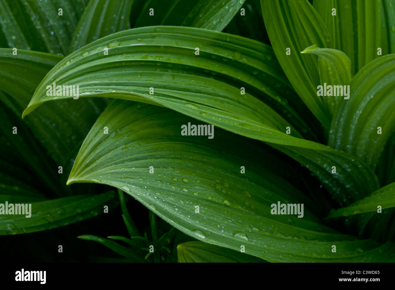 Giglio di mais trovati sul ghiacciaio Shoup Trail, Valdez, Alaska. Foto Stock