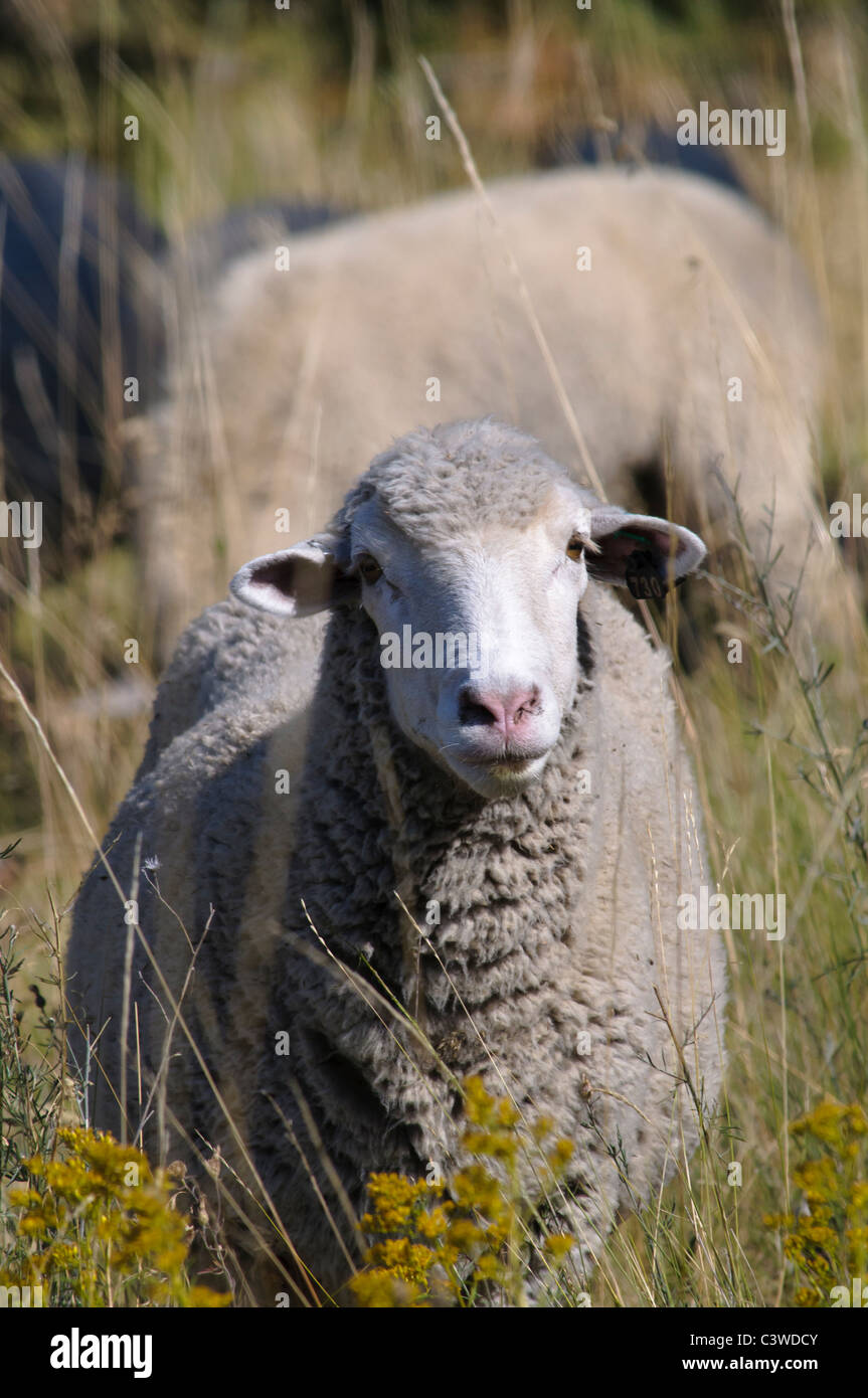 Gli ovini e i caprini sono utilizzati su Mt. Jumbo in Missoula Montana per aiutare a controllare la diffusione di erbe infestanti come il fiordaliso stebe. Foto Stock