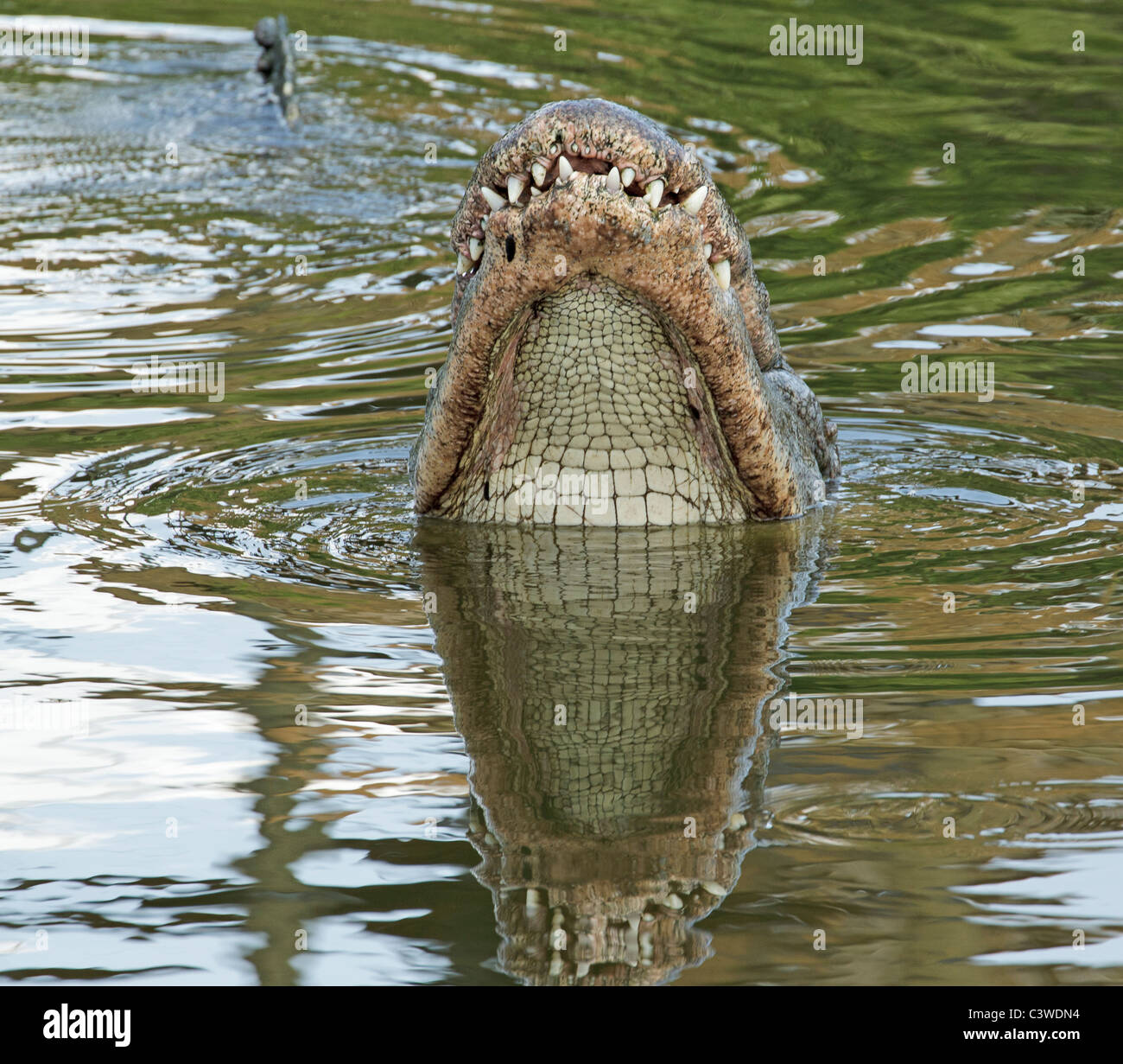 Alligatore con testa che si innalzano al di fuori dell'acqua, Gatorland, Florida. Foto Stock