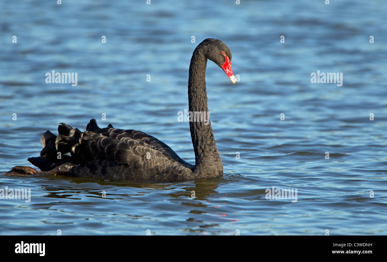 Black Swan, Abbotsbury Swannery, Dorset. Foto Stock