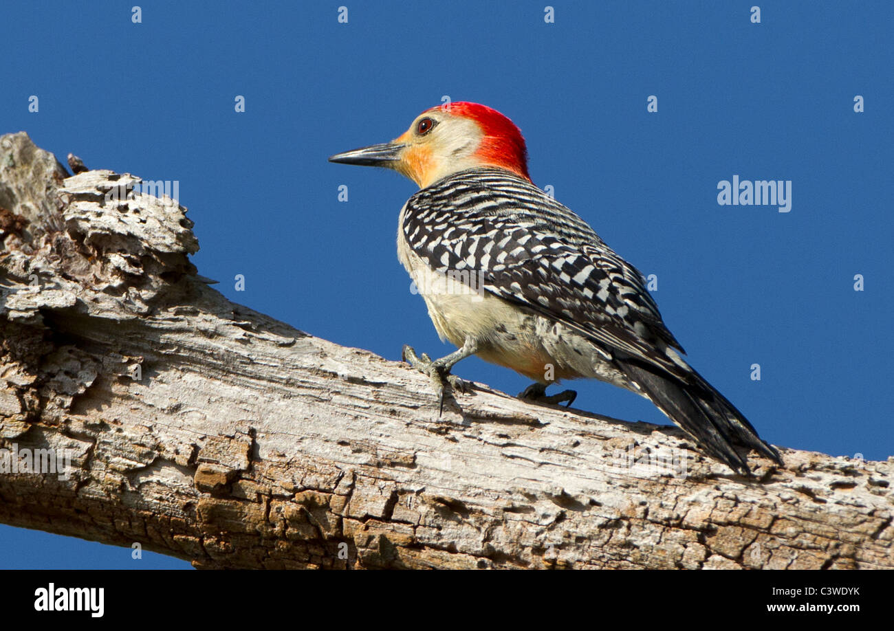 Picchio Red-Bellied Florida. Foto Stock