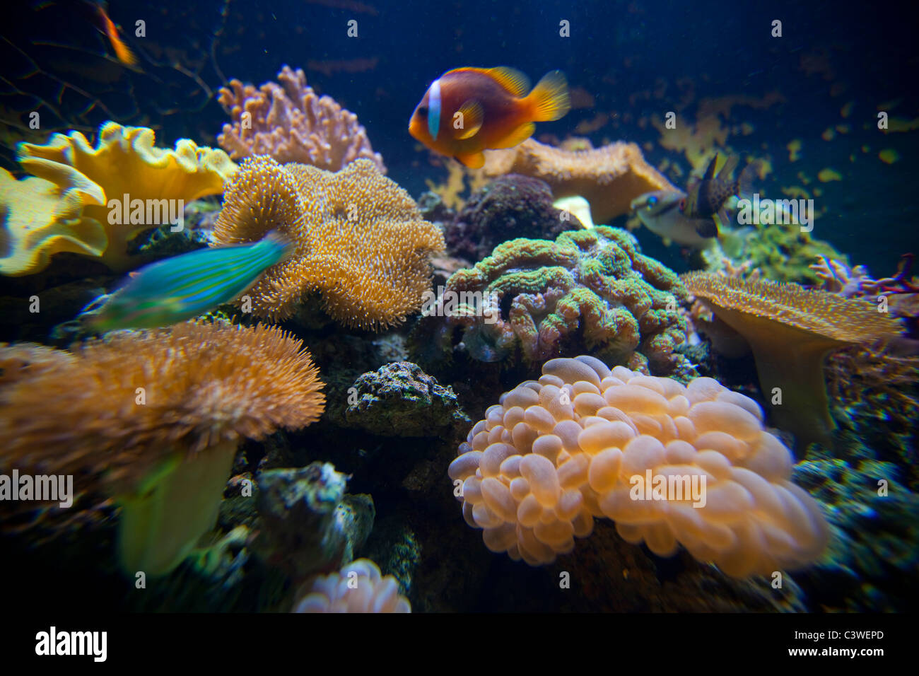 Acqua salata acquario, Kula Eco Park; Vitu Levu; Isole Figi Foto Stock