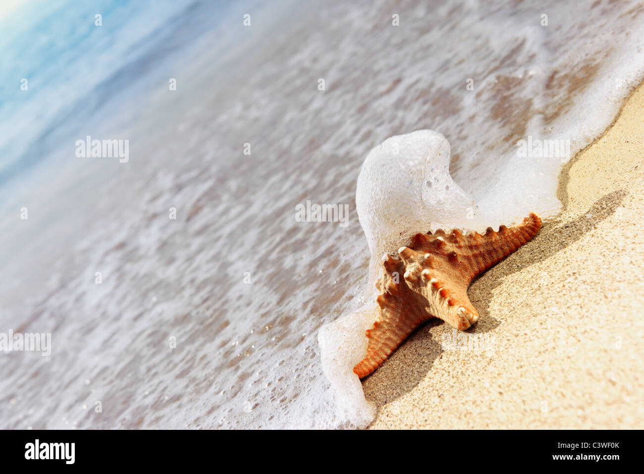 Starfish coperti da acqua di mare Foto Stock