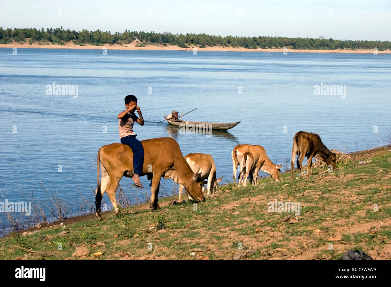 Un giovane ragazzo asiatico è seduto sulla cima di una mucca marrone sulla riva del fiume Mekong in Kratie, Cambogia. Foto Stock