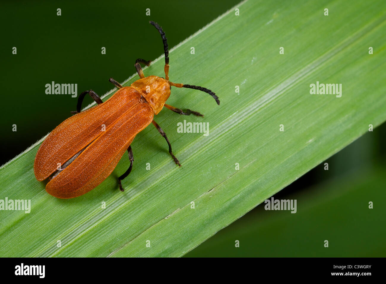 Lycidae (net-scarabeo alato) Foto Stock