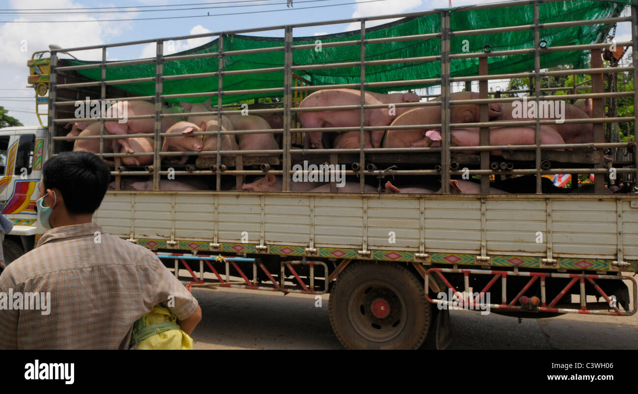 La crudeltà verso gli animali , i suini in transito a thai-frontiera cambogiana tra Aranyaprathet,Thailandia e Poipet ,Cambogia Foto Stock