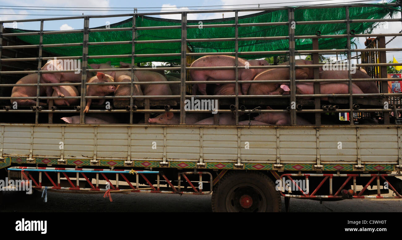 La crudeltà verso gli animali , i suini in transito a thai-frontiera cambogiana tra Aranyaprathet, Thailandia e Poipet , in Cambogia . Foto Stock
