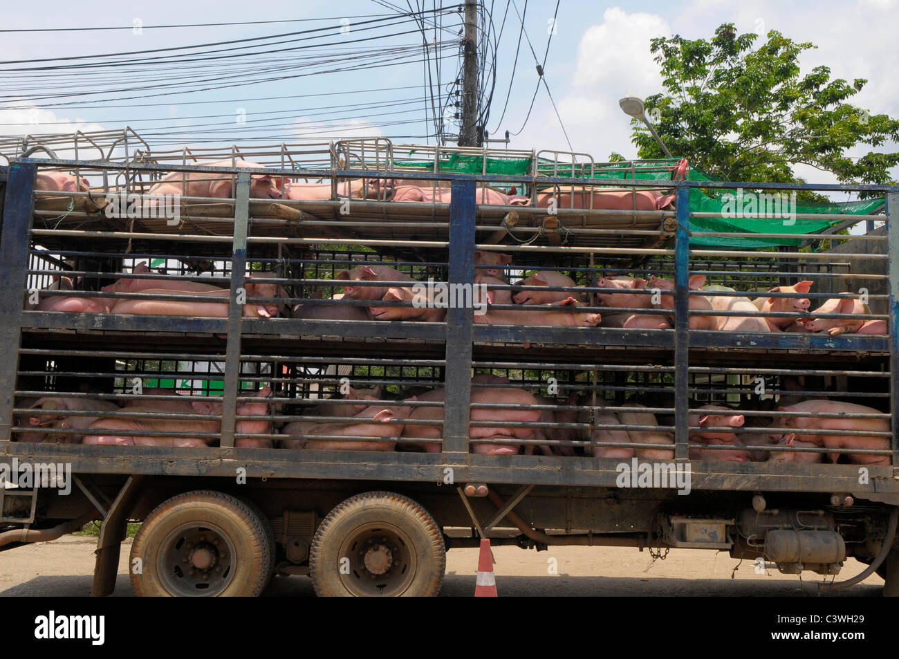 La crudeltà verso gli animali , i suini in transito a thai-frontiera cambogiana tra Aranyaprathet, Thailandia e Poipet , Cambogia Foto Stock