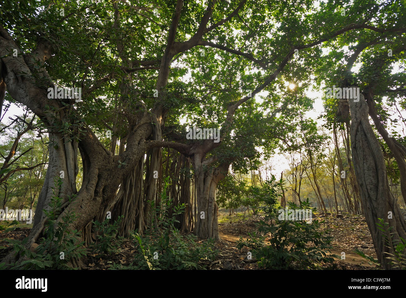 Ficus benghalensis, noto anche come Bengala fig, Indian fig, East Indian fig in Ranthambhore Foto Stock