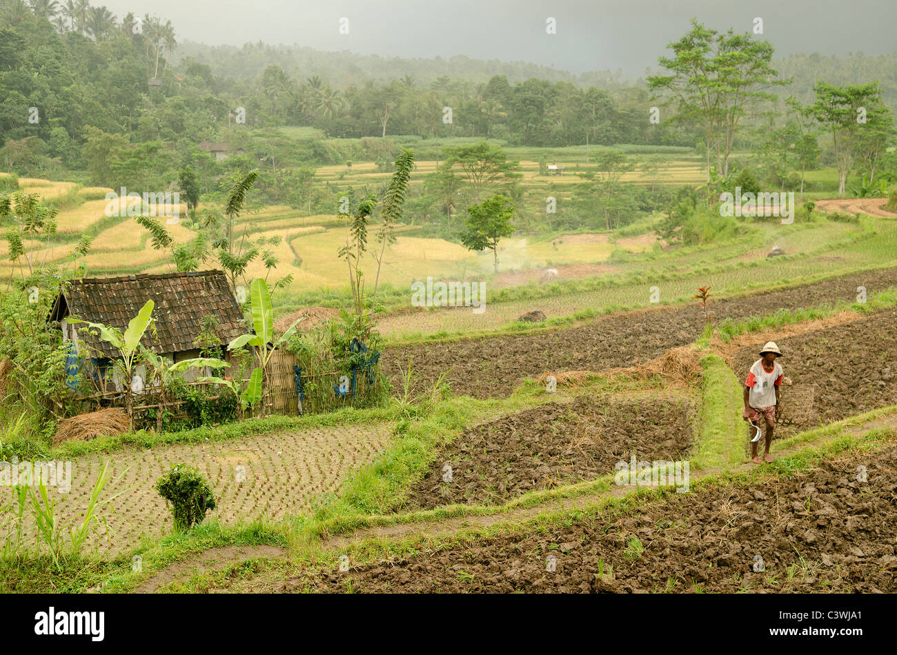 Campo di riso con il contadino in Bali Indonesia Foto Stock