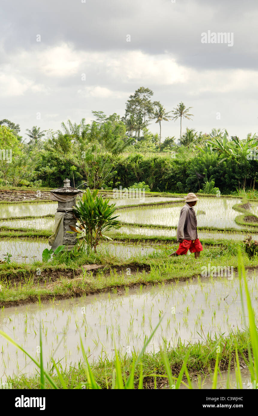 Campo di riso con il contadino in Bali Indonesia Foto Stock