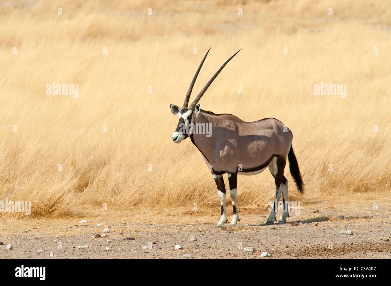 Oryx gazella gazzella namibia golden gold erba terreni prativi 600 mm tele teleobjective fondo liscio gazell Foto Stock