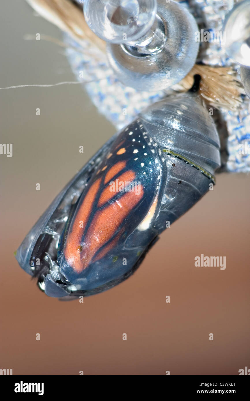Crisalide a farfalla, Monarch, Danaus plexippus, Sequenza emergenti numero immagine 2 di 6 Foto Stock