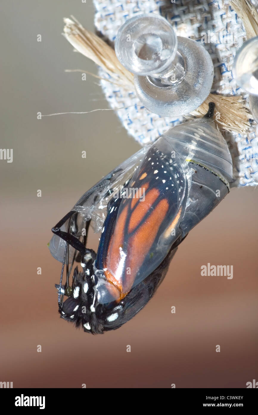 Crisalide a farfalla, Monarch, Danaus plexippus, Sequenza emergenti numero immagine 4 di 6 Foto Stock