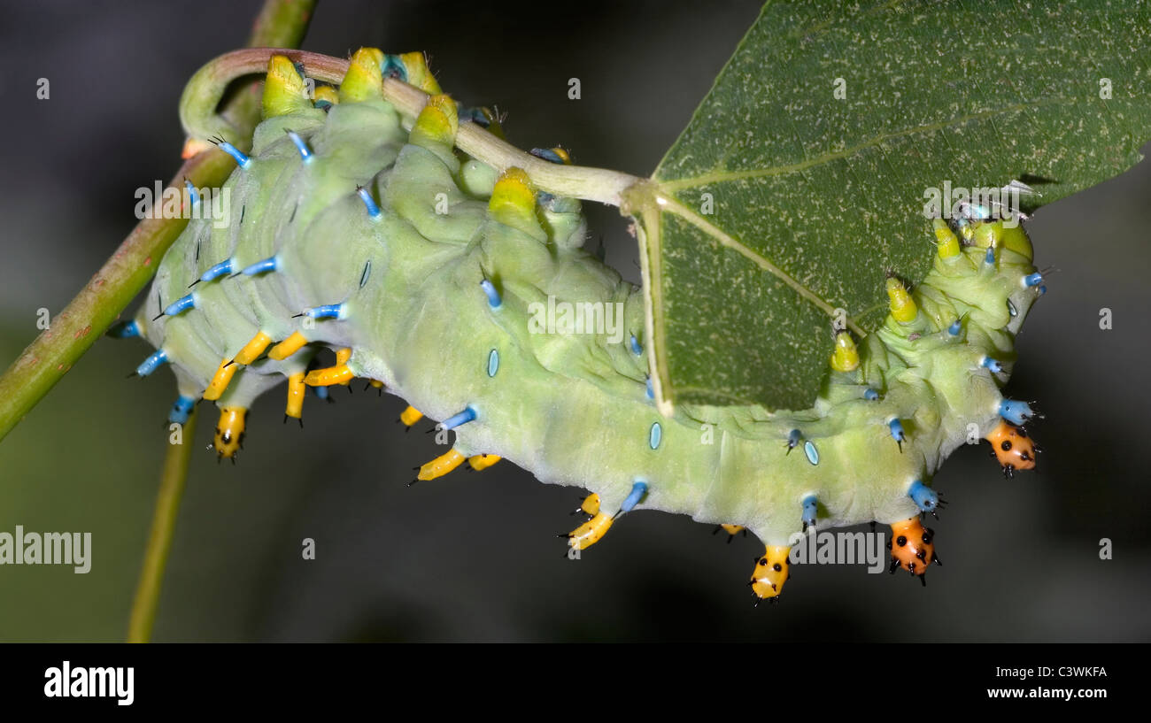 Un bruco del peltata Moth, mangiare le foglie, Hyalophora peltata Foto Stock