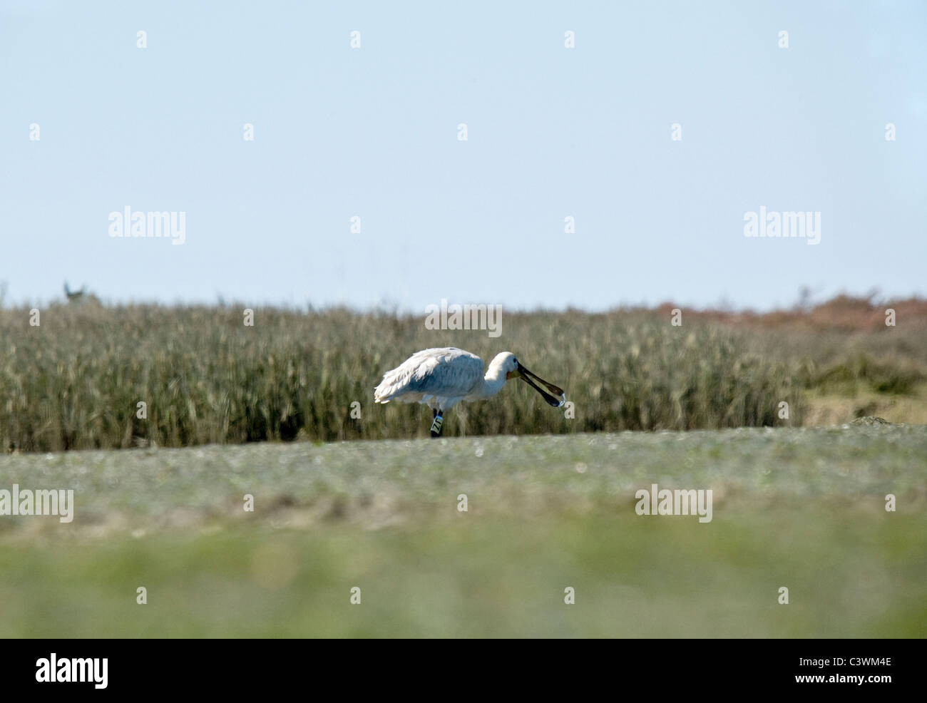 Spatola alimentare nel parco naturale di Ria Formosa lagoon, Faro, Algarve, PORTOGALLO Foto Stock