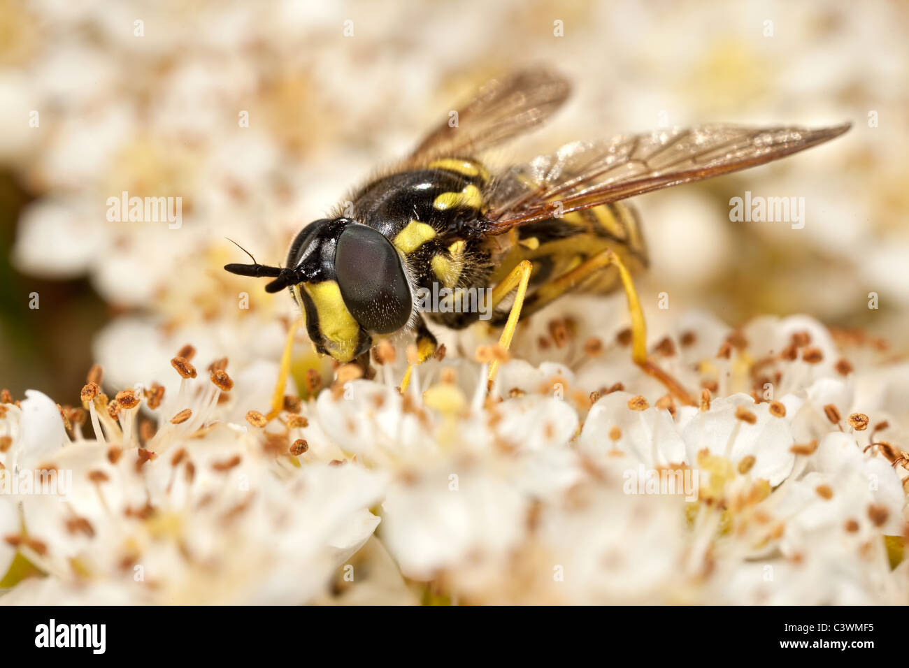 Un Chrysotoxum hoverfly alimentazione su pyracantha fiori - un eccellente wasp mimic Foto Stock