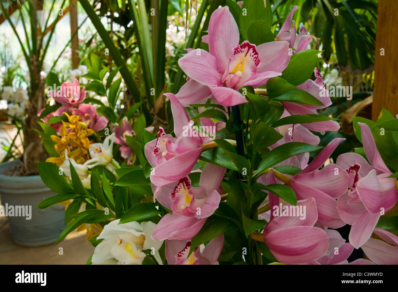 Orchidee Cymbidium, cresciuto nella fattoria di famiglia a Rancho Encino, nei pressi di Ventura, California Foto Stock
