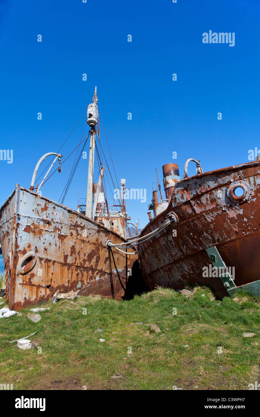 La formazione di ruggine le carcasse di recuperare i relitti della Albatros e Dias, Grytviken, Isola Georgia del Sud Foto Stock